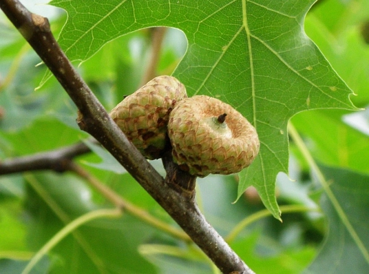 Früchte der Rot-Eiche: Quelle: Alina Zienowicz