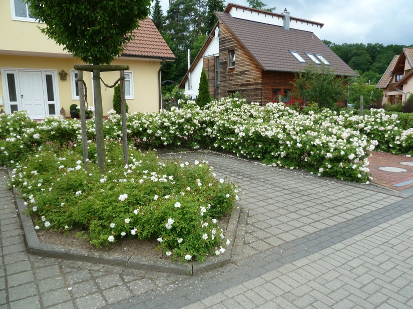 Patenschaft einer kleinen Pflanzfläche