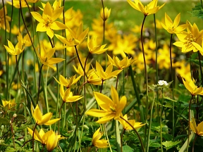 Wilde Tulpe im Magdalenengarten